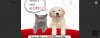 Меѓународен саем за домашни миленици во Кина