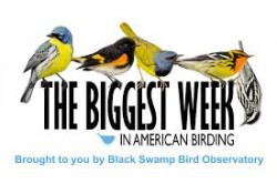 Biggest Week In American Birding 2026 May Oregon