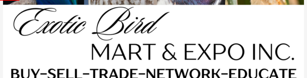 Exposición y mercado de aves exóticas